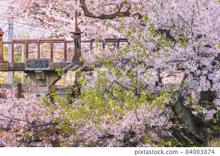 埼玉縣川越市櫻花和田谷水壩 84003874