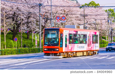 Sakura and tram in Asukayama Park Tokyo spring scenery 84004960