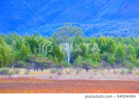 Autumn leaves and lady in Odashirogahara / Nikko City, Tochigi Prefecture 84004994