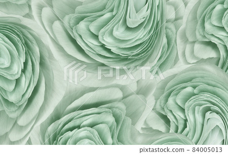 Floral light green background.. Flower petals close-up. Nature. Floral light green background.. Flower petals close-up. Nature. 84005013