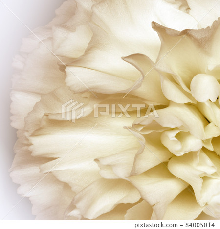 Floral yellow background.. Flower petals close-up. Nature. Floral yellow background.. Flower petals close-up. Nature. 84005014