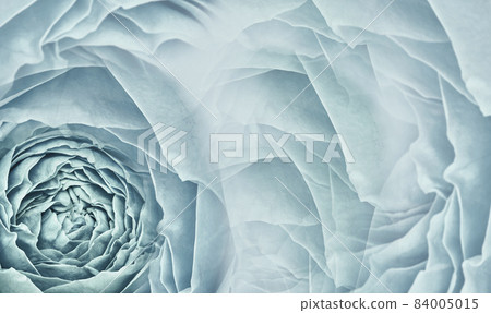 Floral turquoise background. Pink roses and petals flowers. Close-up. Flower composition. Greeting card. Floral turquoise background. Pink roses and petals flowers. Close-up. Flower composition. Greeting card. 84005015