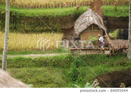 Rural (Tegalalang / Bali / Indonesia) 84005044