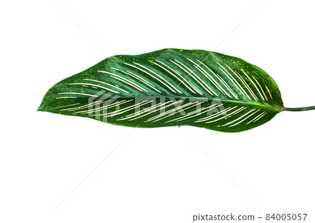 green leaf isolated on white green leaf isolated on white 84005057