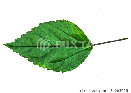 green leaf isolated on white green leaf isolated on white 84005066