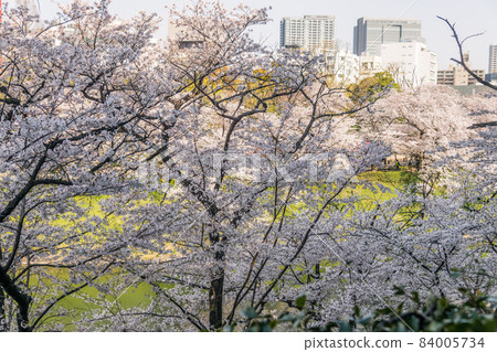 [Full bloom, Yoshino cherry tree and building in Chidorigafuchi] 84005734