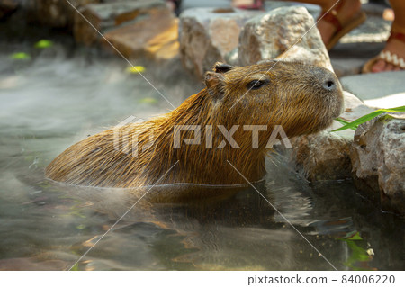 Farm, capybara, bath, farm, カピバラ, お风吕, Farm, capybara, bath, 84006220