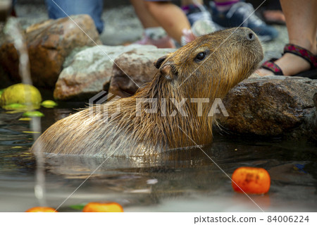 Farm, capybara, bath, farm, カピバラ, お风吕, Farm, capybara, bath, 84006224