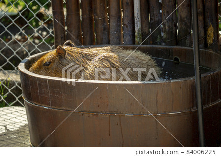 Farm, capybara, bath, farm, カピバラ, お风吕, Farm, capybara, bath, 84006225