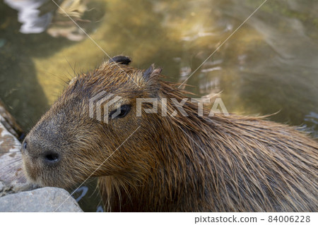 農場,水豚,泡澡,農場、カピバラ、お風呂、Farm, capybara, bath, 農場,水豚,泡澡,農場、カピバラ、お風呂、Farm, capybara, bath, 84006228