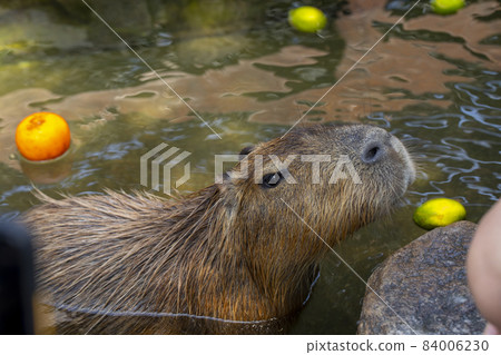 農場,水豚,泡澡,農場、カピバラ、お風呂、Farm, capybara, bath, 農場,水豚,泡澡,農場、カピバラ、お風呂、Farm, capybara, bath, 84006230