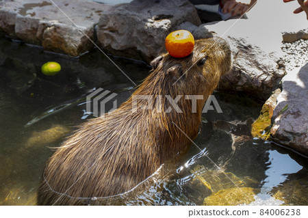 農場，水豚，泡澡，農場、カピバラ、お風呂、Farm, capybara, bath, 84006238