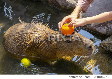 農場,水豚,泡澡,農場、カピバラ、お風呂、Farm, capybara, bath, 農場,水豚,泡澡,農場、カピバラ、お風呂、Farm, capybara, bath, 84006239