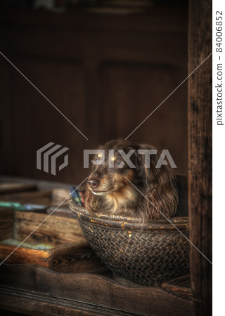 吉祥物狗 吉祥物狗 84006852