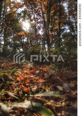 Autumn leaves and fallen leaves Autumn leaves and fallen leaves 84006890