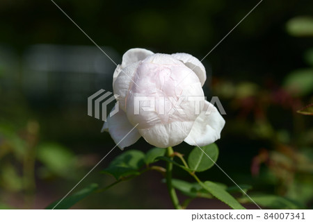 St. Cecilia rose flower 84007341
