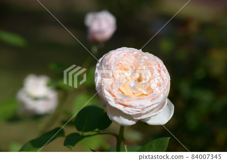 St. Cecilia rose flower 84007345