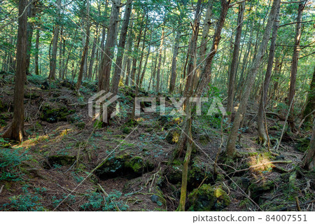 深林中,富士山腳下的青木原樹海 深林中,富士山腳下的青木原樹海 84007551