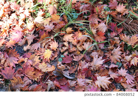 Landscape with fallen leaves of various colors and green grass and dead leaves Landscape with fallen leaves of various colors and green grass and dead leaves 84008052