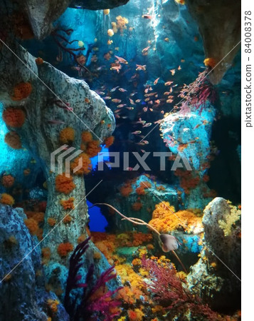 池袋陽光城水族館。魚生活在五顏六色的珊瑚礁周圍 池袋陽光城水族館。魚生活在五顏六色的珊瑚礁周圍 84008378