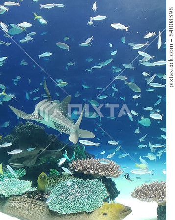 池袋陽光城水族館。住在海裡 池袋陽光城水族館。住在海裡 84008398