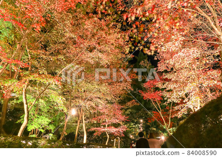 Niigata's Three Great Autumn Leaves Illuminated Kashiwazaki Akasakayama Park Matsuun Sanso Niigata's Three Great Autumn Leaves Illuminated Kashiwazaki Akasakayama Park Matsuun Sanso 84008590