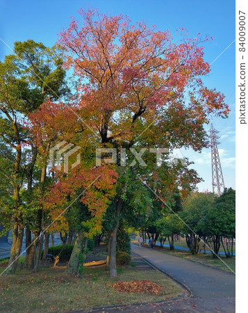 牛油秋葉(小野川綠院路) 牛油秋葉(小野川綠院路) 84009007