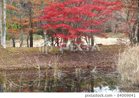 Takadoya Marsh in late autumn 84009041
