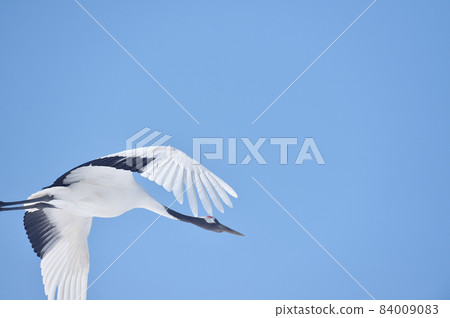 Japanese cranes flying in the blue sky (Hokkaido, Tsurui) Japanese cranes flying in the blue sky (Hokkaido, Tsurui) 84009083