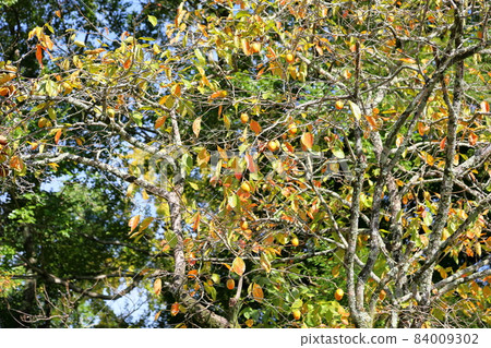 Persimmon tree Persimmon tree 84009302