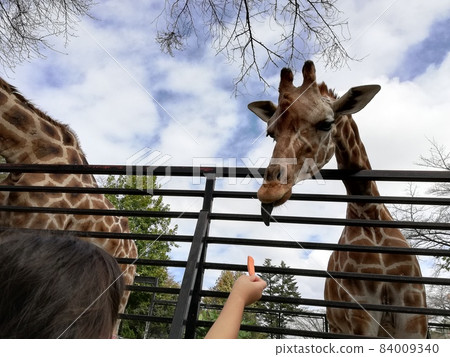 Feeding giraffes at Utsunomiya Zoo in Tochigi Prefecture 84009340