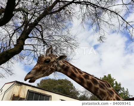 Feeding giraffes at Utsunomiya Zoo in Tochigi Prefecture Feeding giraffes at Utsunomiya Zoo in Tochigi Prefecture 84009341