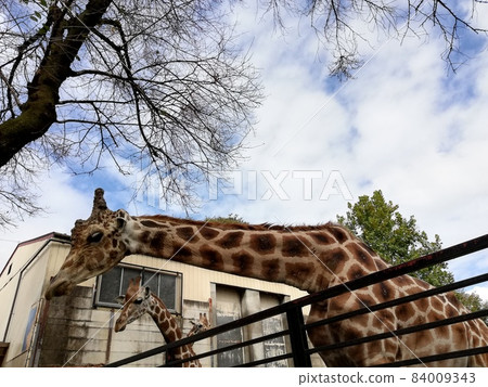 在櫪木縣宇都宮動物園餵長頸鹿 84009343