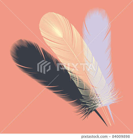 Bird feather illustration (paint and line) (vector) 84009898