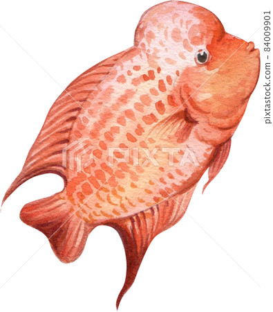 Flower horn fish watercolor png 84009901