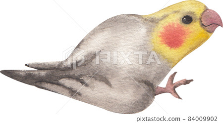 Curious Cockatiel clipart watercolor 84009902