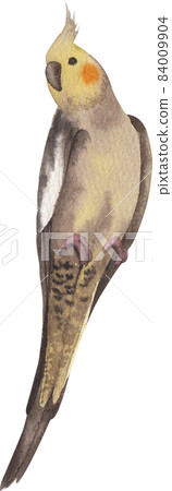 Curious Cockatiel clipart watercolor Curious Cockatiel clipart watercolor 84009904
