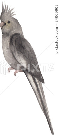 Curious Cockatiel clipart watercolor 84009905
