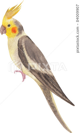 Curious Cockatiel clipart watercolor Curious Cockatiel clipart watercolor 84009907