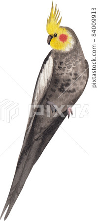 Curious Cockatiel clipart watercolor 84009913