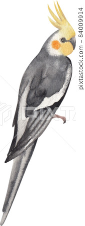 Curious Cockatiel clipart watercolor Curious Cockatiel clipart watercolor 84009914