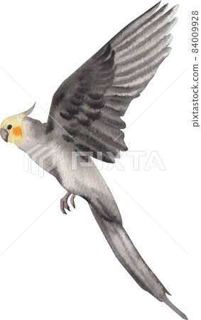 Curious Cockatiel clipart watercolor Curious Cockatiel clipart watercolor 84009928