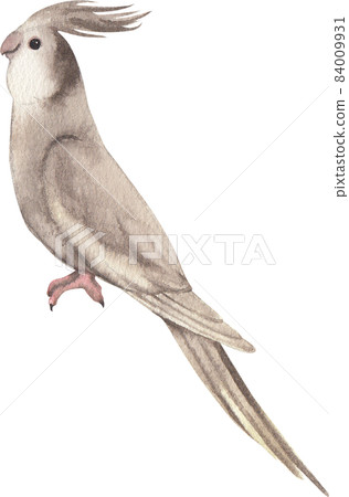 Curious Cockatiel clipart watercolor Curious Cockatiel clipart watercolor 84009931