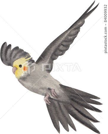 Curious Cockatiel clipart watercolor Curious Cockatiel clipart watercolor 84009932