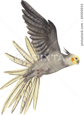 Curious Cockatiel clipart watercolor 84009934