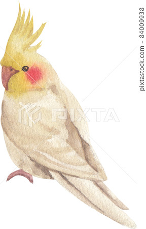 Curious Cockatiel clipart watercolor 84009938