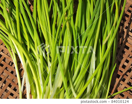 Freshly harvested chives Freshly harvested chives 84010124