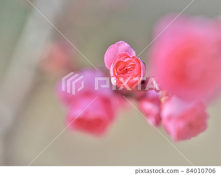 說起早春的日本花,紅白梅花 說起早春的日本花,紅白梅花 84010706