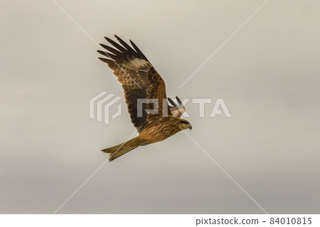 Hawk flying in the sky, bird in flight 84010815