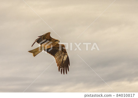 Hawk flying in the sky, bird in flight 84010817
